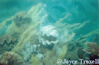 1983 photo 20,000 Leagues Under the Sea