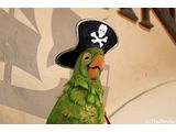 Pirate Parrot