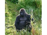 Pangani Exploration Trail