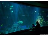 The Living Seas